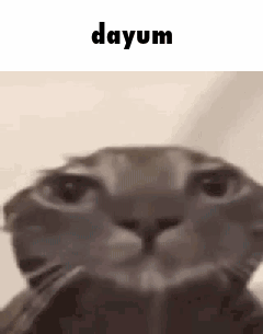 Close Up Cat Face Saying Dayum GIF