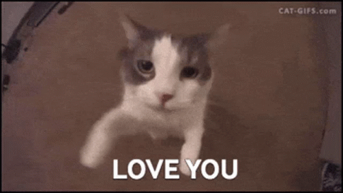 Close Up Cat Face Saying Love You GIF