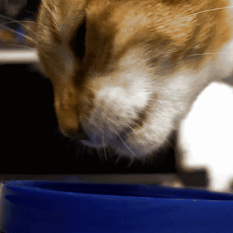 Close Up Cat Face With Blue Bowl