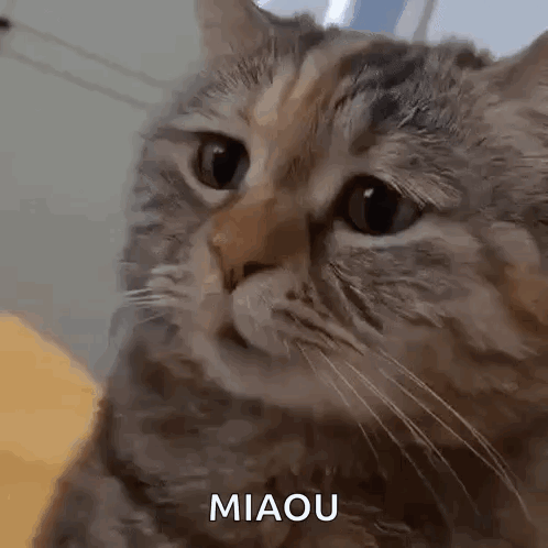 Close Up Cat Face with Miaou