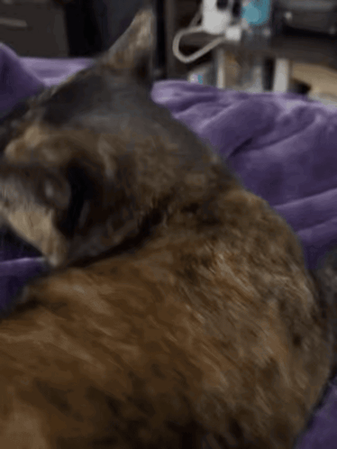 Close Up Cat Face With Purple Gloves GIF