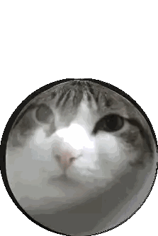 Close Up Cat Face