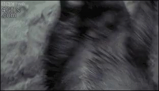 Close Up Cat Fur With 4gifs.com