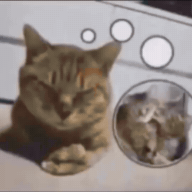 Close-up Cat Laying Down With Circles