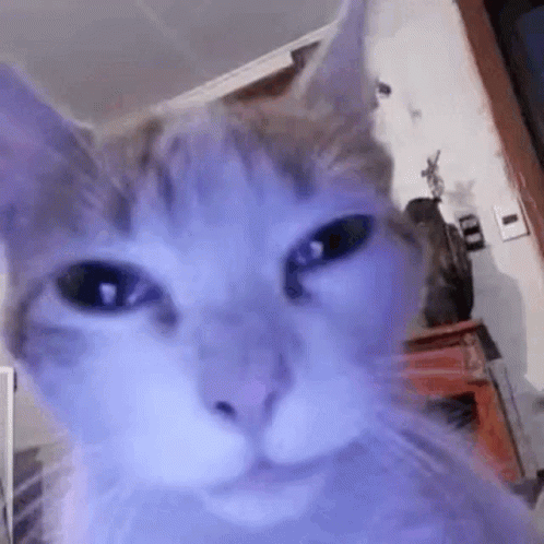 Close Up Cat Looking at Camera