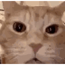 Close Up Cat Looking at Camera