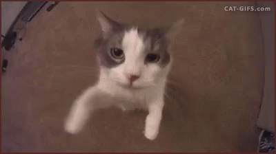 Close Up Cat Looking at Camera