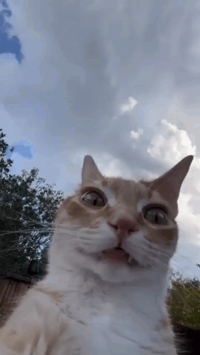 Close Up Cat Looking At Camera With Clouds GIF