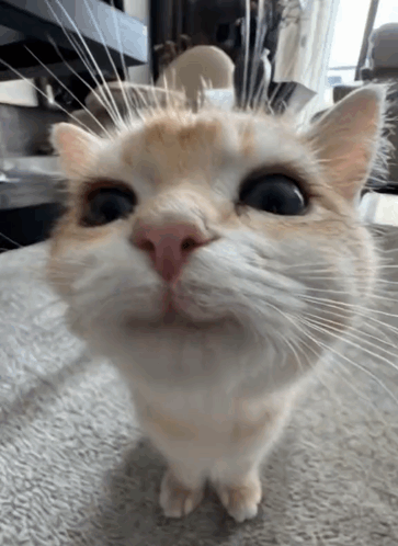 Close Up Cat Looking Up