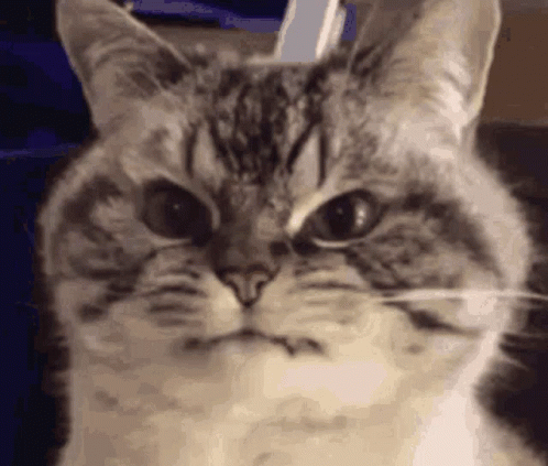Close Up Cat Making Funny Face