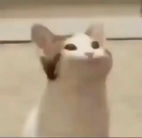 Close Up Cat Mouth Wide Open