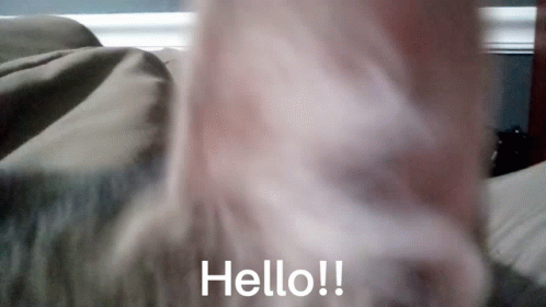 Close Up Cat Nose Saying Hello