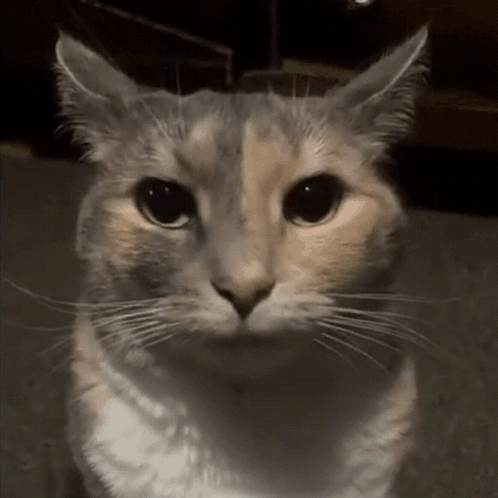 Close-up Cat on Dark Background