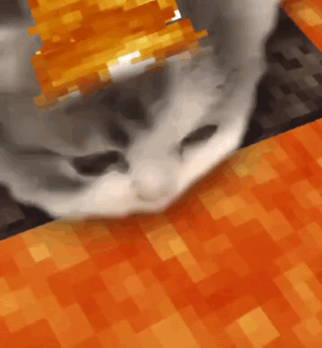 Close Up Cat on Orange Background