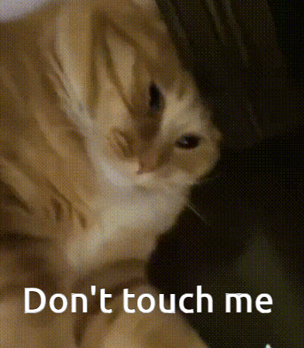 Close Up Cat Saying Don't Touch Me GIF