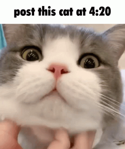 Close Up Cat Saying Post This Cat at 4:20