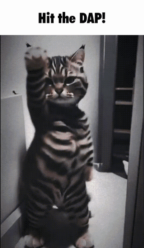 Close Up Cat Shame!!!