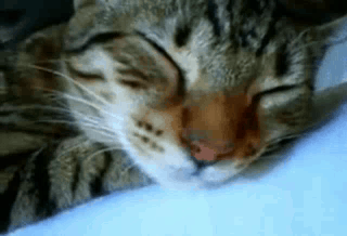 Close Up Cat Sleeping On Blanket GIF