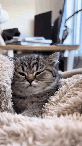 Close Up Cat Sleeping on Blanket
