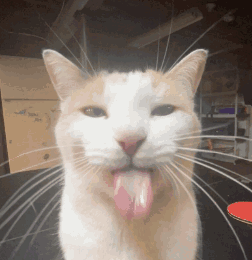 Close-Up Cat Sticking Out Tongue