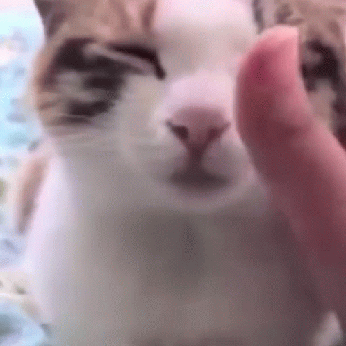Close Up Cat Sticking Tongue Out