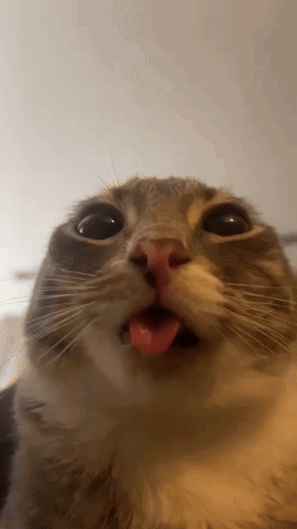 Close Up Cat Tongue Out GIF