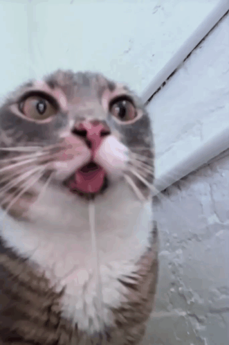 Close Up Cat Tongue Out