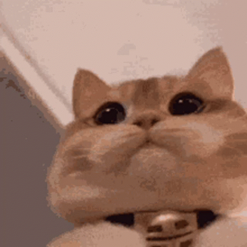 Close Up Cat Wearing Collar Looking Up
