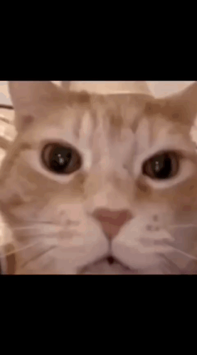 Close-Up Cat with Big Eyes