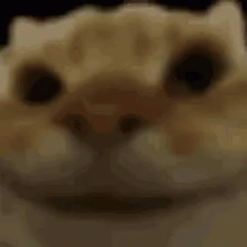Close Up Cat With Blurry Background Looking at Camera