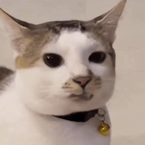 Close Up Cat With Collar and Bell