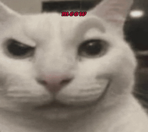 Close Up Cat with Red Meow