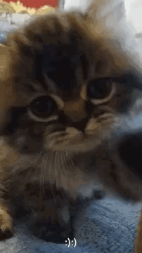 Close Up Cat with Smiley Face