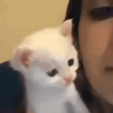 Close Up Cat With Speech Bubble