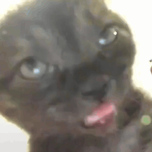 Close Up Cat With Tongue Out