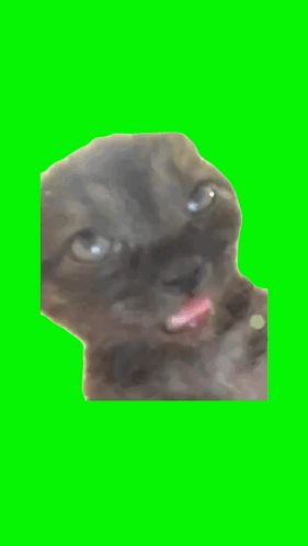 Close Up Cat With Tongue Out