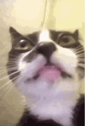 Close Up Cat With Tongue Sticking Out