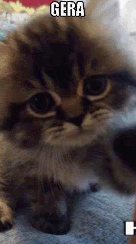 Close Up Cat With Word Gera GIF