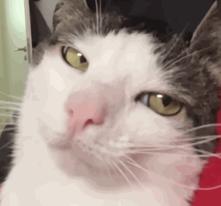 Close Up Cat With Yellow Eyes