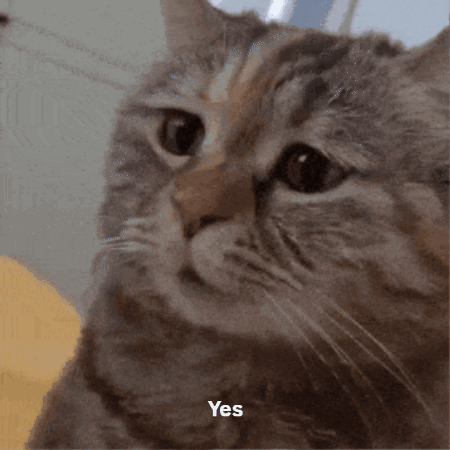 Close Up Cat With Yes