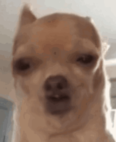 Close Up Chihuahua Funny Face