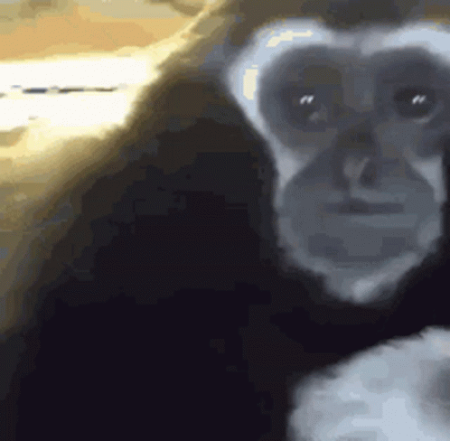 Close Up Chimpanzee Face Black Background