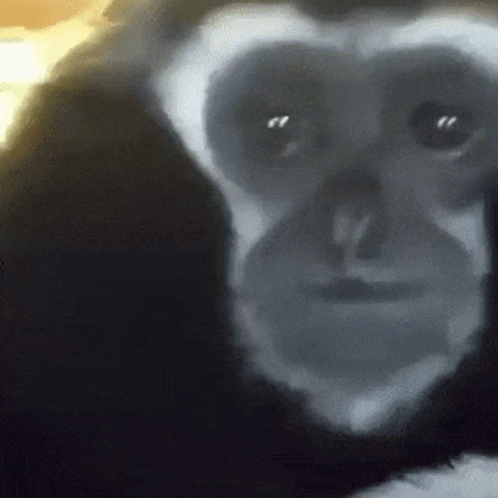 Close Up Chimpanzee Face
