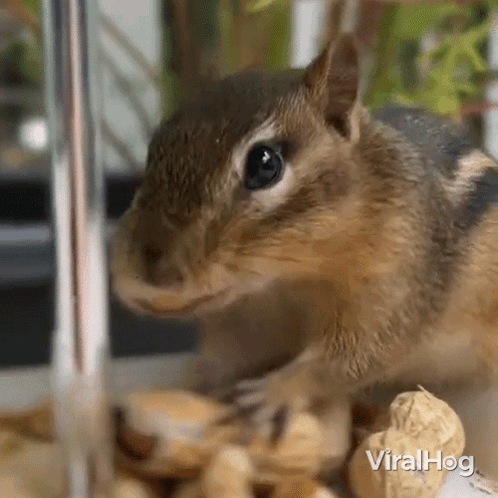 Close Up Chipmunk Eating Peanuts in Cage