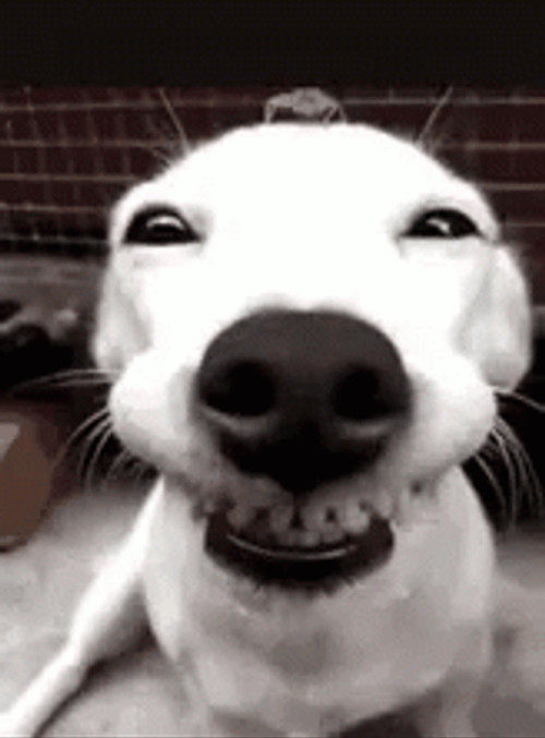 Close Up Cute White Dog Wide Smile GIF