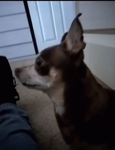 Close Up Dog Face