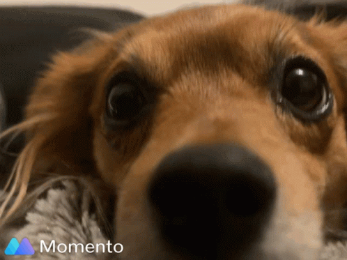 Close Up Dog Face Momento