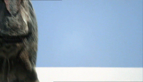 Close Up Dog Face With Blue Sky