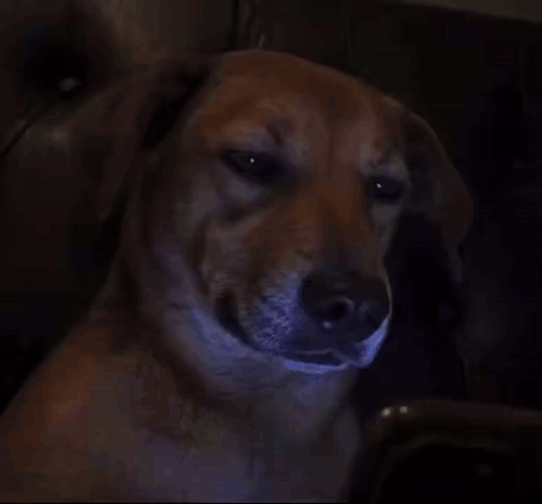 Close Up Dog Face With Mouth Open