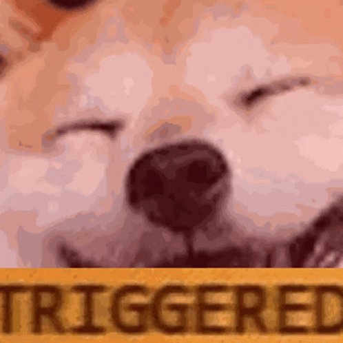 Close Up Dog Face With Triggered Background